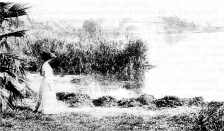 1890-91 - Young woman at Torrens mud and weeds