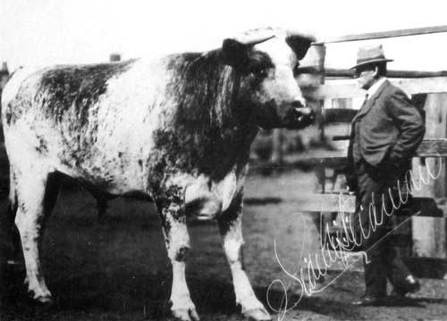 Kidman bull