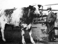 1924 Kidman Bull